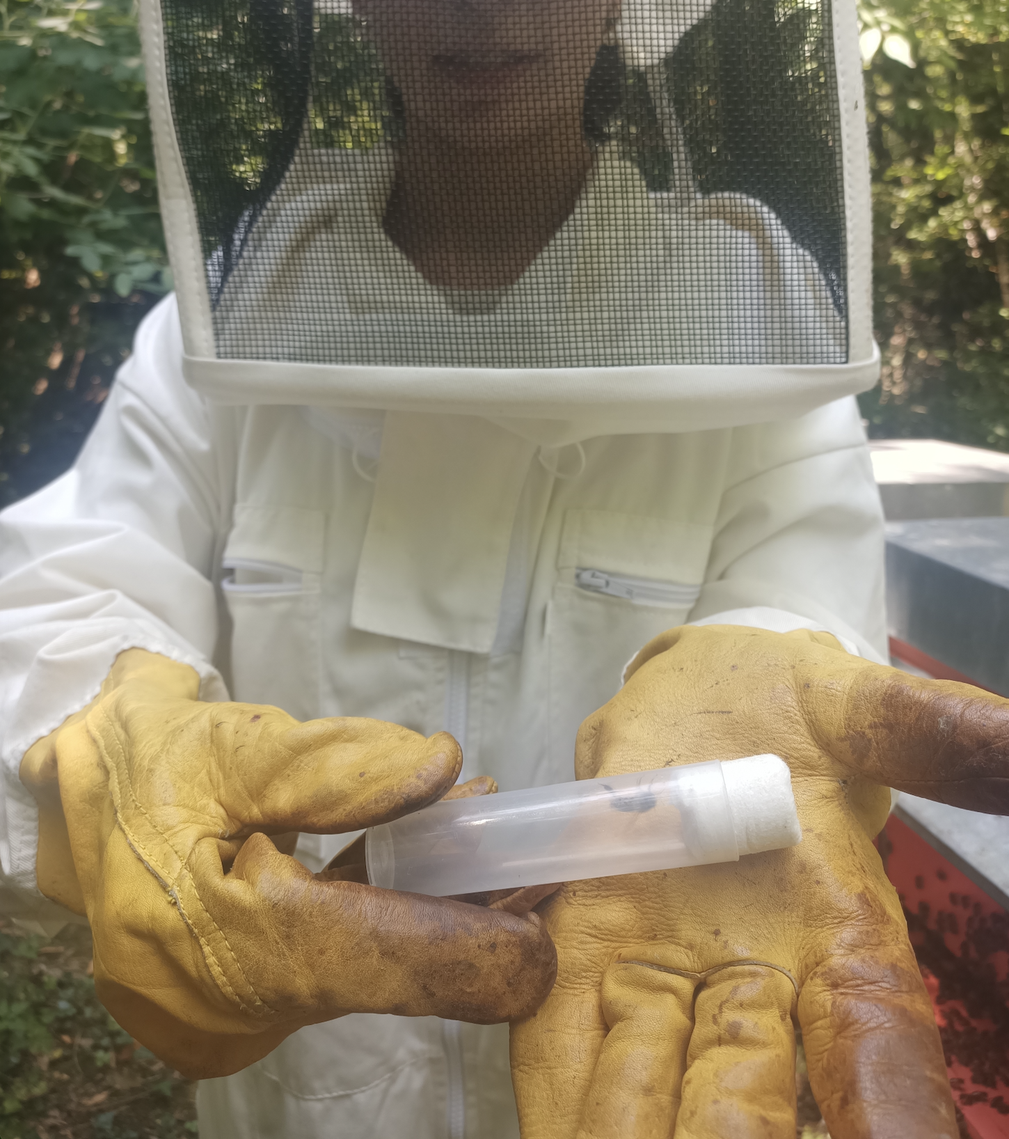 Person holds honeybees